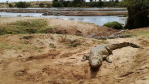 crocodile