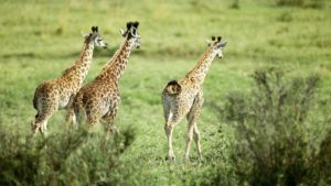 giraffe