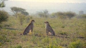 cheetah