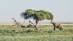 elephant feeds