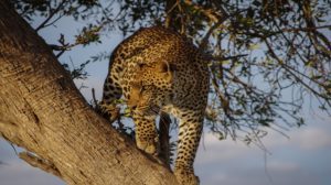 leopard leopard