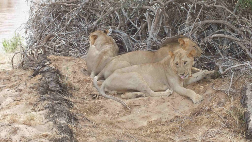 Escursioni Safari Watamu Kenya | King Lion Tours and Safaris escursioni safari Kenya